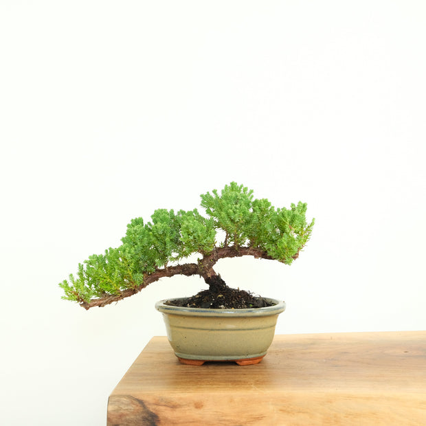 Japanese Juniper-Simply Bonsai-[Bonsai NZ]-[Buy bonsai NZ]-[Bonsai Tree NZ]-Simply Bonsai NZ