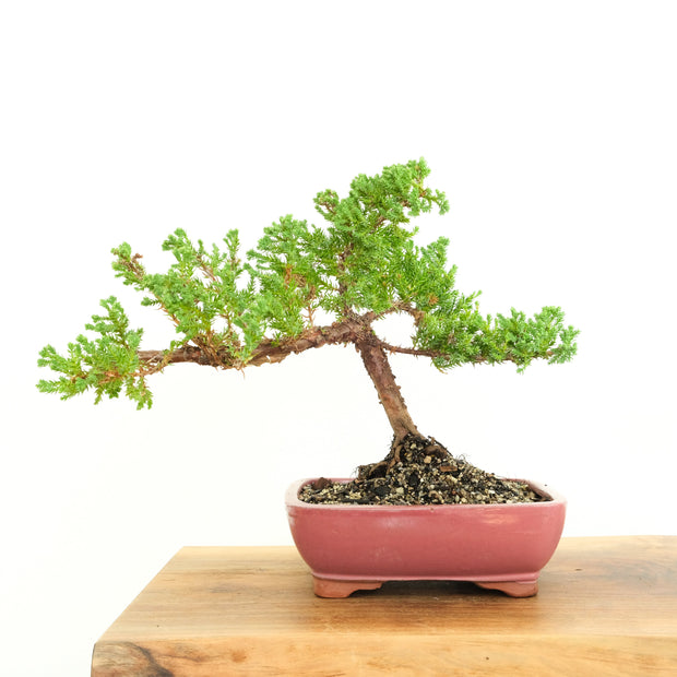 Japanese Juniper-Simply Bonsai-[Bonsai NZ]-[Buy bonsai NZ]-[Bonsai Tree NZ]-Simply Bonsai NZ