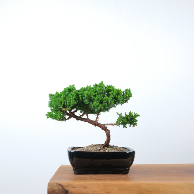 Japanese Juniper-Simply Bonsai-[Bonsai NZ]-[Buy bonsai NZ]-[Bonsai Tree NZ]-Simply Bonsai NZ