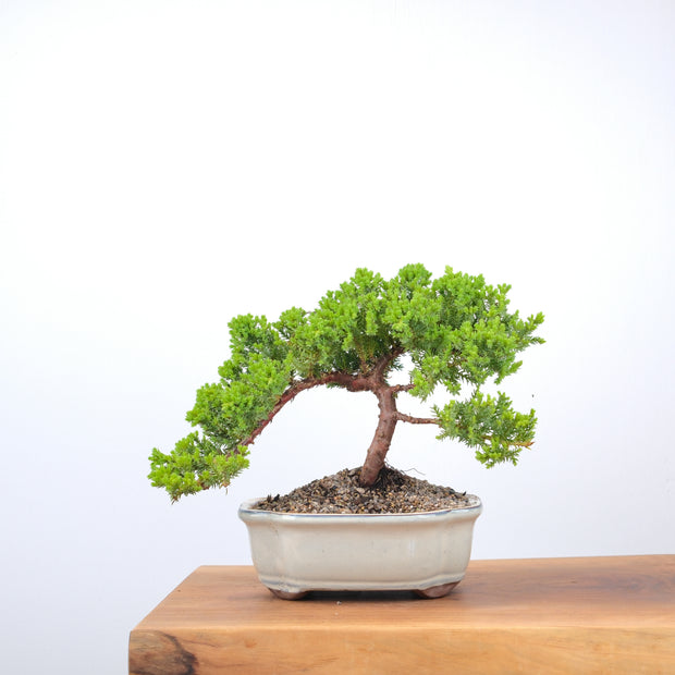 Japanese Juniper-Simply Bonsai-[Bonsai NZ]-[Buy bonsai NZ]-[Bonsai Tree NZ]-Simply Bonsai NZ
