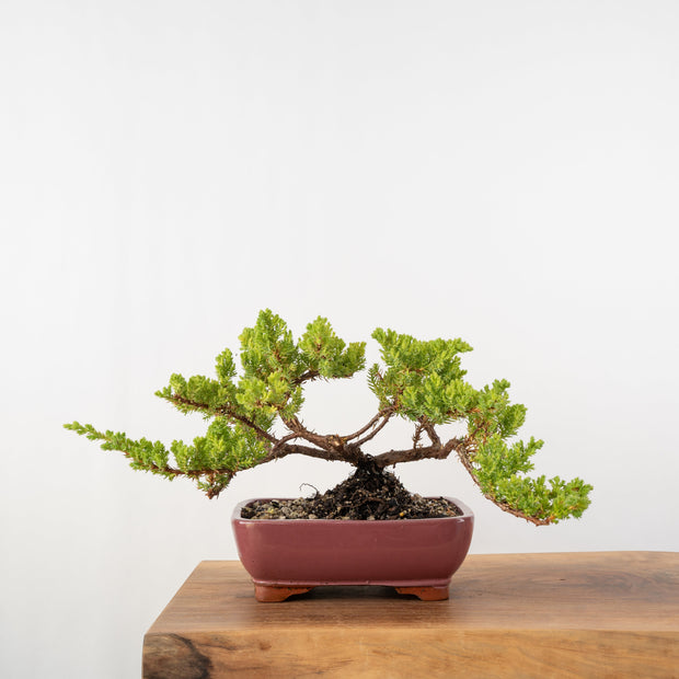 Japanese Juniper-Simply Bonsai-[Bonsai NZ]-[Buy bonsai NZ]-[Bonsai Tree NZ]-Simply Bonsai NZ