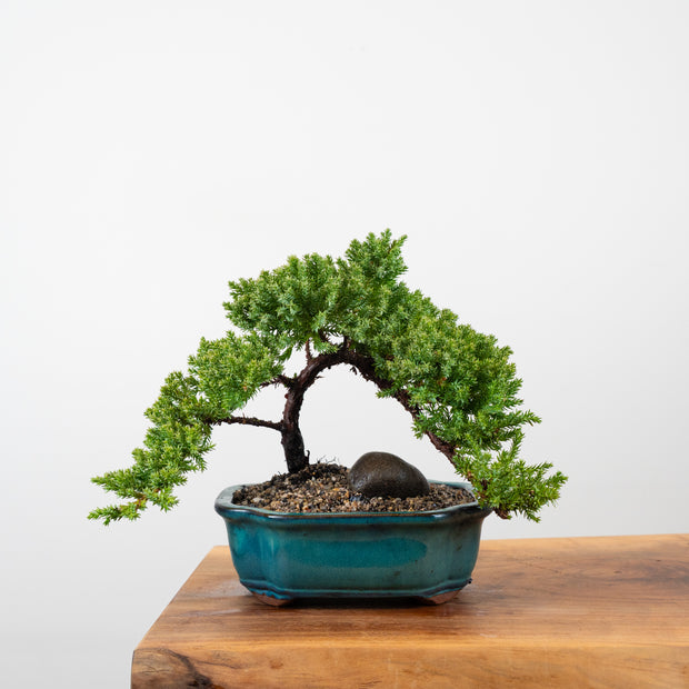 Japanese Juniper-Simply Bonsai-[Bonsai NZ]-[Buy bonsai NZ]-[Bonsai Tree NZ]-Simply Bonsai NZ