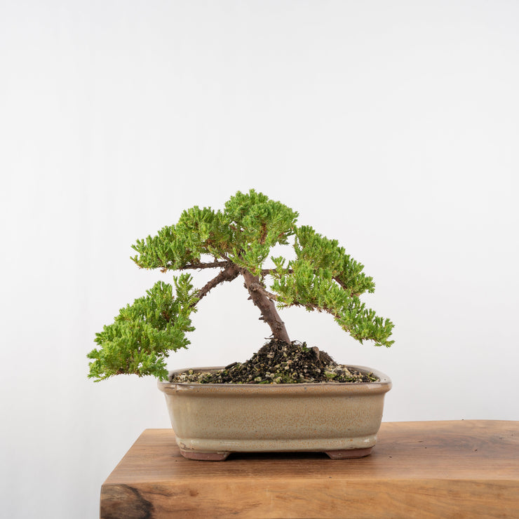 Japanese Juniper-Simply Bonsai-[Bonsai NZ]-[Buy bonsai NZ]-[Bonsai Tree NZ]-Simply Bonsai NZ