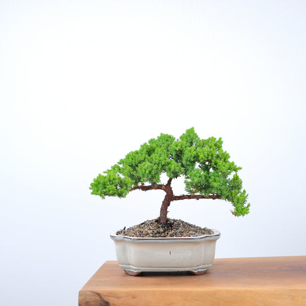 Japanese Juniper-Simply Bonsai-[Bonsai NZ]-[Buy bonsai NZ]-[Bonsai Tree NZ]-Simply Bonsai NZ
