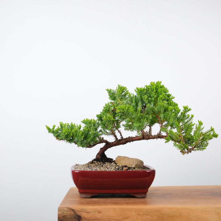 Japanese Juniper-Simply Bonsai-[Bonsai NZ]-[Buy bonsai NZ]-[Bonsai Tree NZ]-Simply Bonsai NZ
