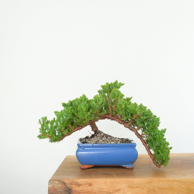 Japanese Juniper-Simply Bonsai-[Bonsai NZ]-[Buy bonsai NZ]-[Bonsai Tree NZ]-Simply Bonsai NZ