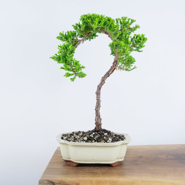 Japanese Juniper-Simply Bonsai-[Bonsai NZ]-[Buy bonsai NZ]-[Bonsai Tree NZ]-Simply Bonsai NZ