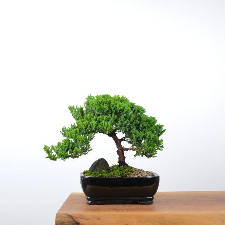 Japanese Juniper-Simply Bonsai-[Bonsai NZ]-[Buy bonsai NZ]-[Bonsai Tree NZ]-Simply Bonsai NZ