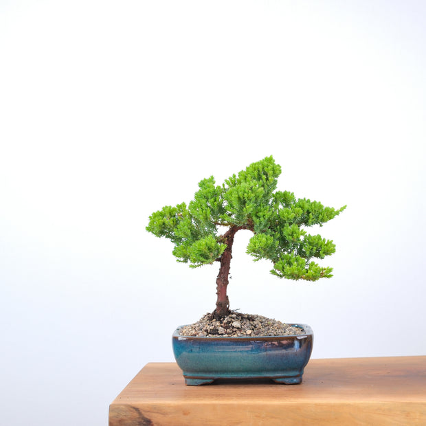 Japanese Juniper-Simply Bonsai-[Bonsai NZ]-[Buy bonsai NZ]-[Bonsai Tree NZ]-Simply Bonsai NZ