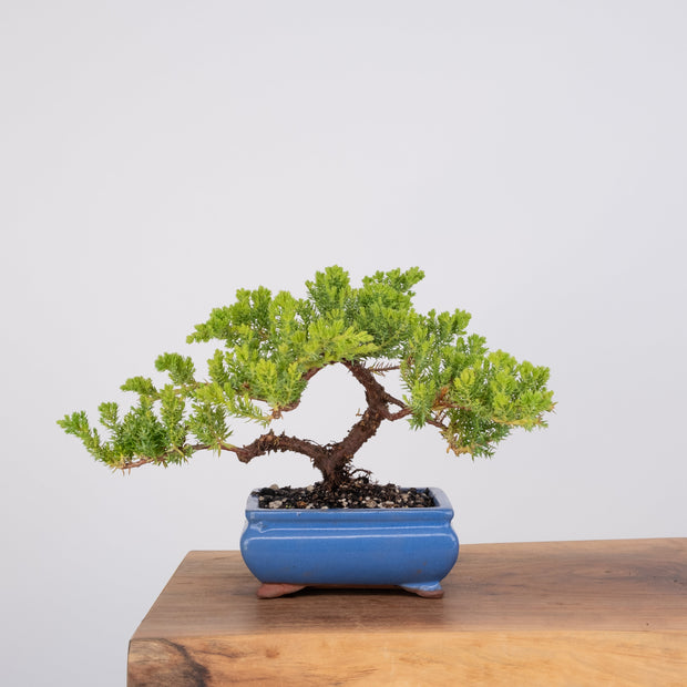 Japanese Juniper-Simply Bonsai-[Bonsai NZ]-[Buy bonsai NZ]-[Bonsai Tree NZ]-Simply Bonsai NZ