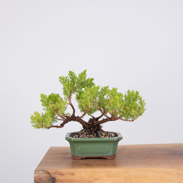 Japanese Juniper-Simply Bonsai-[Bonsai NZ]-[Buy bonsai NZ]-[Bonsai Tree NZ]-Simply Bonsai NZ