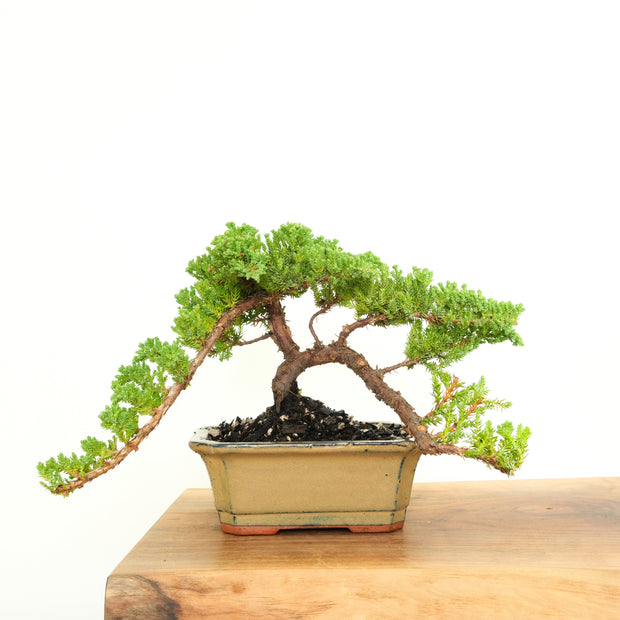 Japanese Juniper-Simply Bonsai-[Bonsai NZ]-[Buy bonsai NZ]-[Bonsai Tree NZ]-Simply Bonsai NZ