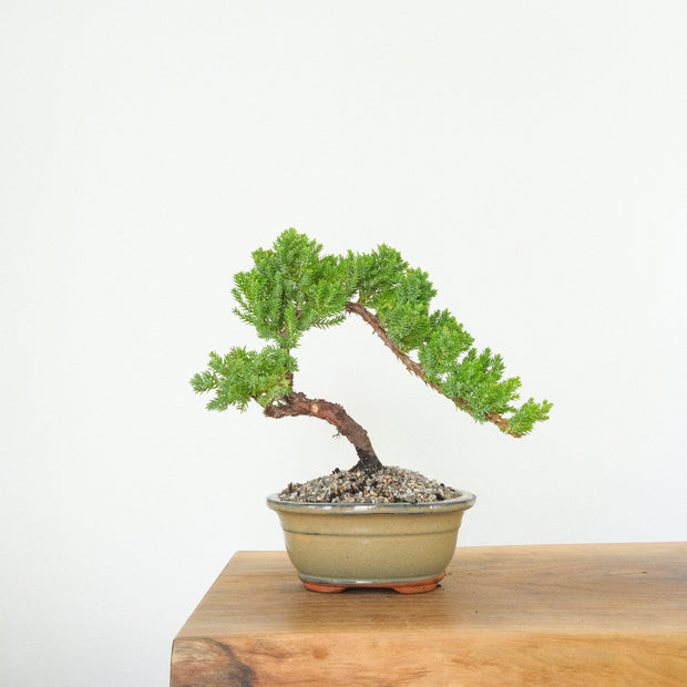 Japanese Juniper-Simply Bonsai-[Bonsai NZ]-[Buy bonsai NZ]-[Bonsai Tree NZ]-Simply Bonsai NZ