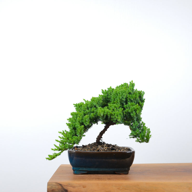 Japanese Juniper-Simply Bonsai-[Bonsai NZ]-[Buy bonsai NZ]-[Bonsai Tree NZ]-Simply Bonsai NZ