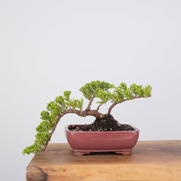 Japanese Juniper-Simply Bonsai-[Bonsai NZ]-[Buy bonsai NZ]-[Bonsai Tree NZ]-Simply Bonsai NZ