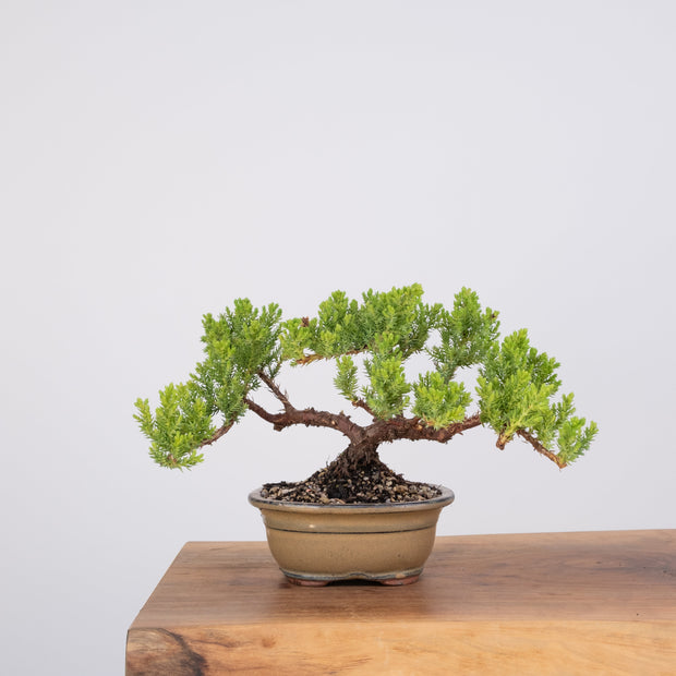 Japanese Juniper-Simply Bonsai-[Bonsai NZ]-[Buy bonsai NZ]-[Bonsai Tree NZ]-Simply Bonsai NZ