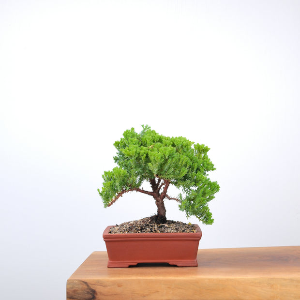 Japanese Juniper-Simply Bonsai-[Bonsai NZ]-[Buy bonsai NZ]-[Bonsai Tree NZ]-Simply Bonsai NZ