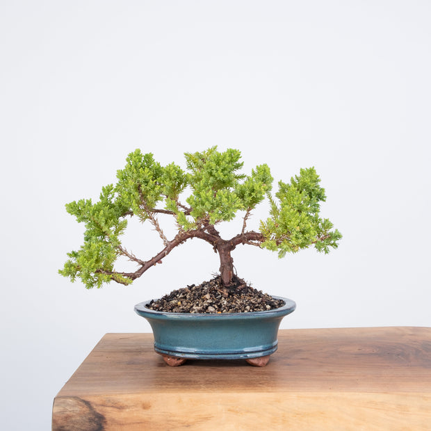 Japanese Juniper-Simply Bonsai-[Bonsai NZ]-[Buy bonsai NZ]-[Bonsai Tree NZ]-Simply Bonsai NZ