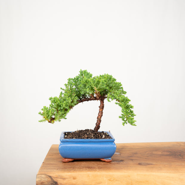 Japanese Juniper-Simply Bonsai-[Bonsai NZ]-[Buy bonsai NZ]-[Bonsai Tree NZ]-Simply Bonsai NZ