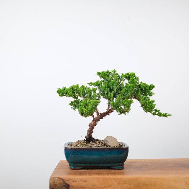 Japanese Juniper-Simply Bonsai-[Bonsai NZ]-[Buy bonsai NZ]-[Bonsai Tree NZ]-Simply Bonsai NZ