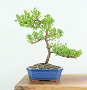 Japanese Juniper-Simply Bonsai-[Bonsai NZ]-[Buy bonsai NZ]-[Bonsai Tree NZ]-Simply Bonsai NZ