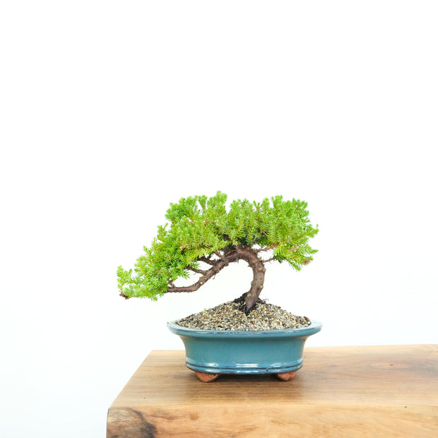 Japanese Juniper-Simply Bonsai-[Bonsai NZ]-[Buy bonsai NZ]-[Bonsai Tree NZ]-Simply Bonsai NZ