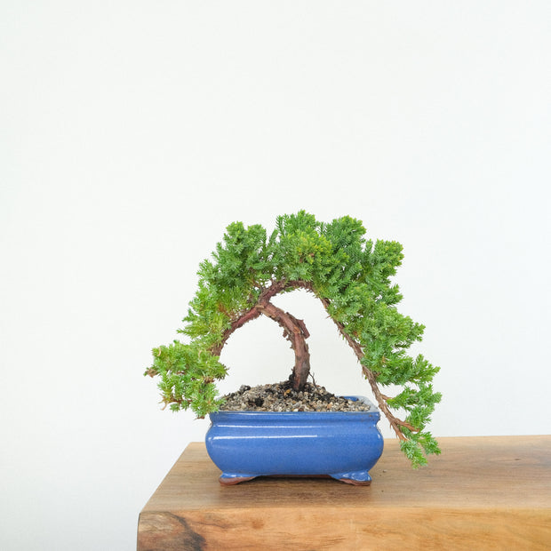 Japanese Juniper-Simply Bonsai-[Bonsai NZ]-[Buy bonsai NZ]-[Bonsai Tree NZ]-Simply Bonsai NZ