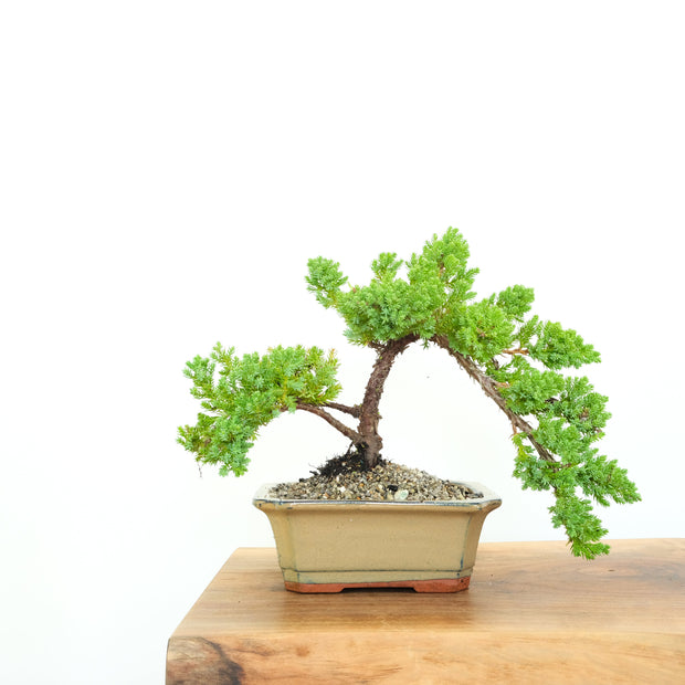 Japanese Juniper-Simply Bonsai-[Bonsai NZ]-[Buy bonsai NZ]-[Bonsai Tree NZ]-Simply Bonsai NZ