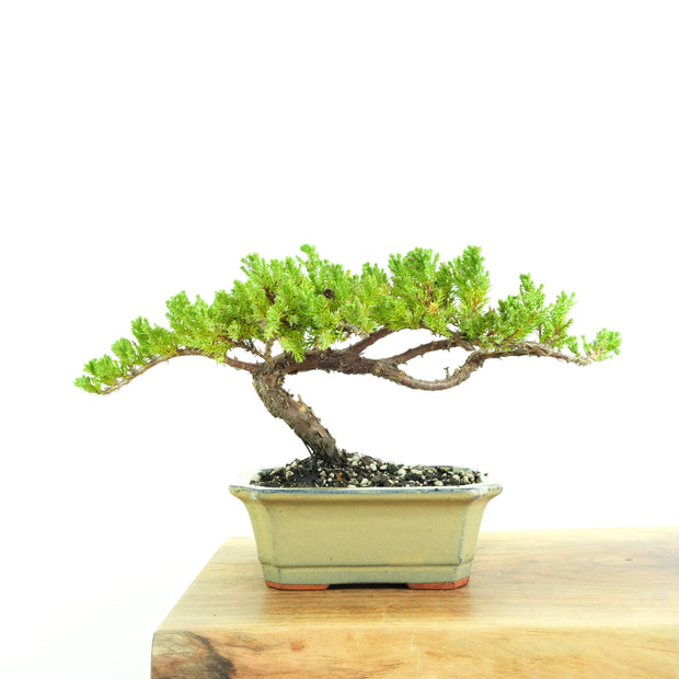 Japanese Juniper-Simply Bonsai-[Bonsai NZ]-[Buy bonsai NZ]-[Bonsai Tree NZ]-Simply Bonsai NZ