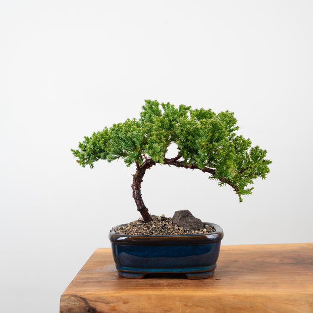 Japanese Juniper-Simply Bonsai-[Bonsai NZ]-[Buy bonsai NZ]-[Bonsai Tree NZ]-Simply Bonsai NZ