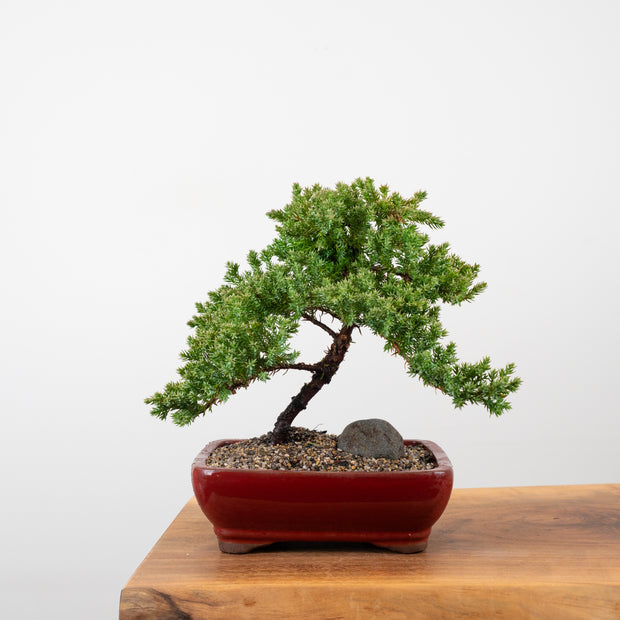 Japanese Juniper-Simply Bonsai-[Bonsai NZ]-[Buy bonsai NZ]-[Bonsai Tree NZ]-Simply Bonsai NZ