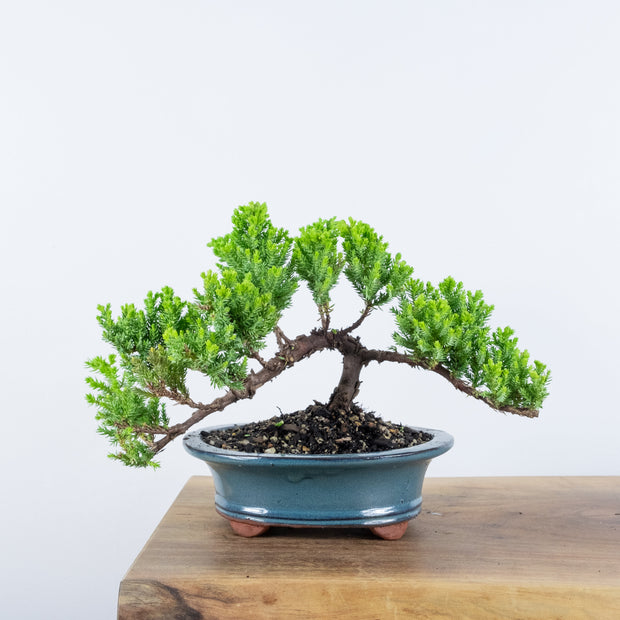 Japanese Juniper-Simply Bonsai-[Bonsai NZ]-[Buy bonsai NZ]-[Bonsai Tree NZ]-Simply Bonsai NZ