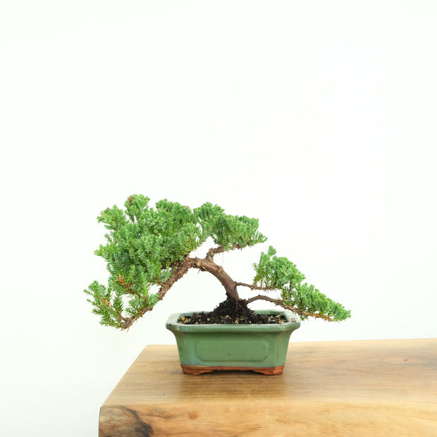 Japanese Juniper-Simply Bonsai-[Bonsai NZ]-[Buy bonsai NZ]-[Bonsai Tree NZ]-Simply Bonsai NZ