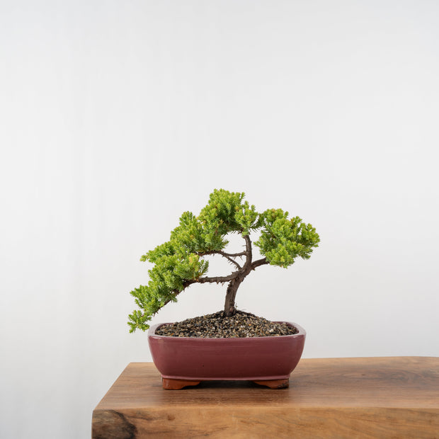 Japanese Juniper-Simply Bonsai-[Bonsai NZ]-[Buy bonsai NZ]-[Bonsai Tree NZ]-Simply Bonsai NZ