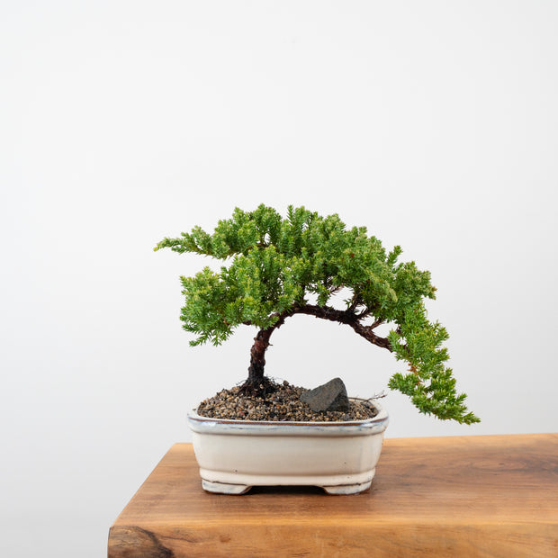Japanese Juniper-Simply Bonsai-[Bonsai NZ]-[Buy bonsai NZ]-[Bonsai Tree NZ]-Simply Bonsai NZ