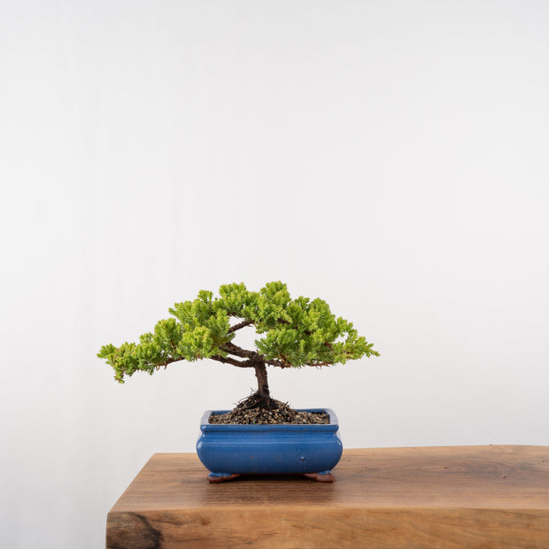 Japanese Juniper-Simply Bonsai-[Bonsai NZ]-[Buy bonsai NZ]-[Bonsai Tree NZ]-Simply Bonsai NZ