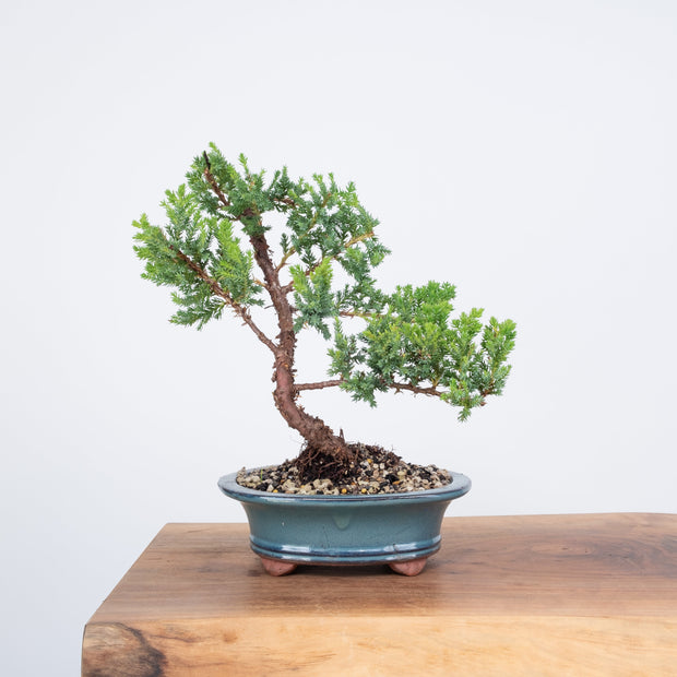 Japanese Juniper-Simply Bonsai-[Bonsai NZ]-[Buy bonsai NZ]-[Bonsai Tree NZ]-Simply Bonsai NZ