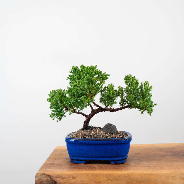 Japanese Juniper-Simply Bonsai-[Bonsai NZ]-[Buy bonsai NZ]-[Bonsai Tree NZ]-Simply Bonsai NZ