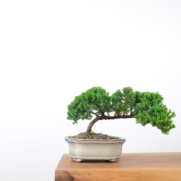 Japanese Juniper-Simply Bonsai-[Bonsai NZ]-[Buy bonsai NZ]-[Bonsai Tree NZ]-Simply Bonsai NZ