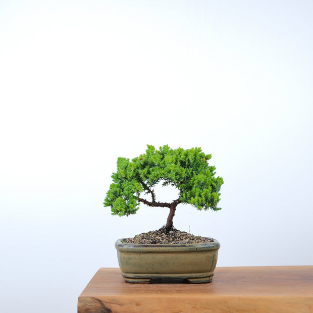 Japanese Juniper-Simply Bonsai-[Bonsai NZ]-[Buy bonsai NZ]-[Bonsai Tree NZ]-Simply Bonsai NZ