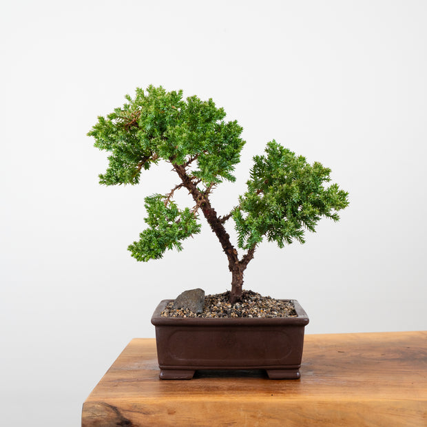 Japanese Juniper-Simply Bonsai-[Bonsai NZ]-[Buy bonsai NZ]-[Bonsai Tree NZ]-Simply Bonsai NZ