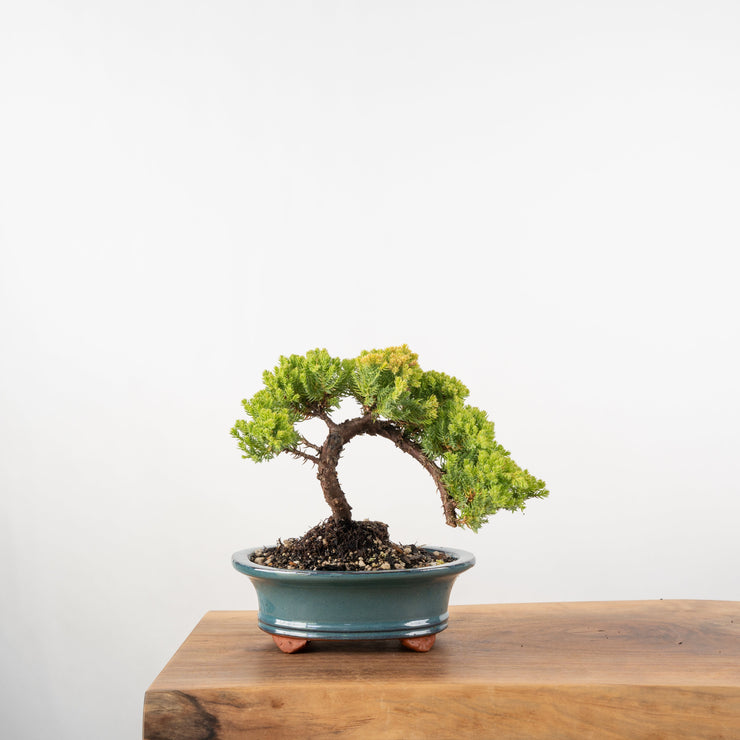 Japanese Juniper-Simply Bonsai-[Bonsai NZ]-[Buy bonsai NZ]-[Bonsai Tree NZ]-Simply Bonsai NZ