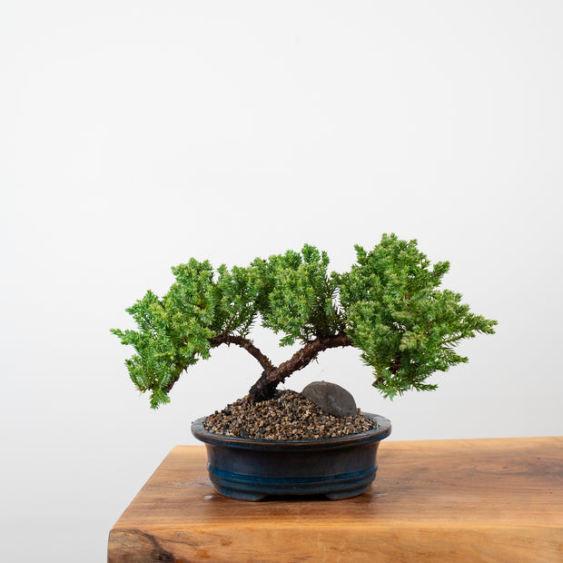 Japanese Juniper-Simply Bonsai-[Bonsai NZ]-[Buy bonsai NZ]-[Bonsai Tree NZ]-Simply Bonsai NZ