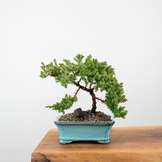 Japanese Juniper-Simply Bonsai-[Bonsai NZ]-[Buy bonsai NZ]-[Bonsai Tree NZ]-Simply Bonsai NZ