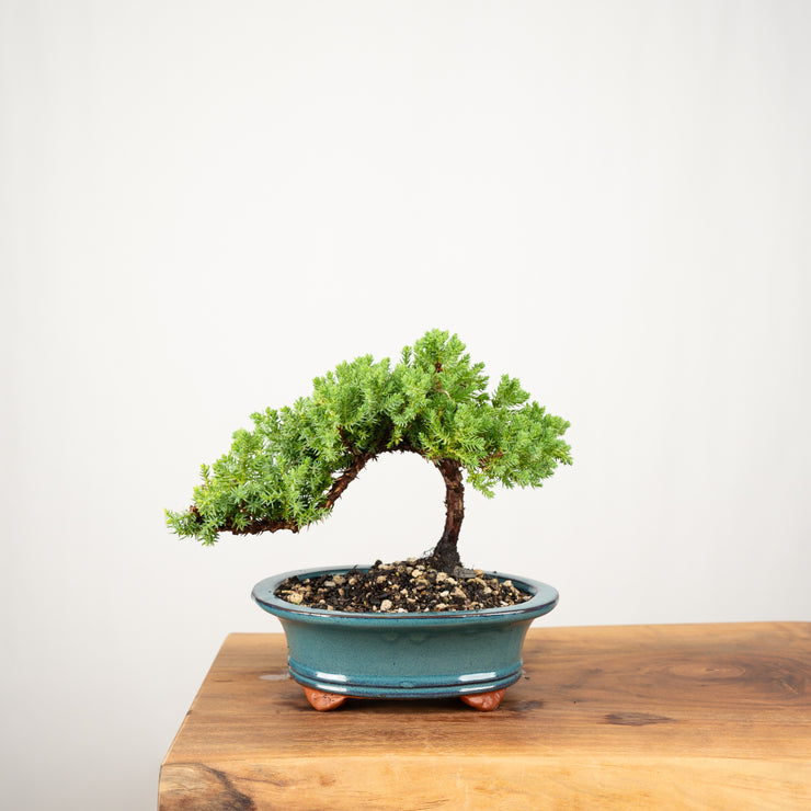 Japanese Juniper-Simply Bonsai-[Bonsai NZ]-[Buy bonsai NZ]-[Bonsai Tree NZ]-Simply Bonsai NZ