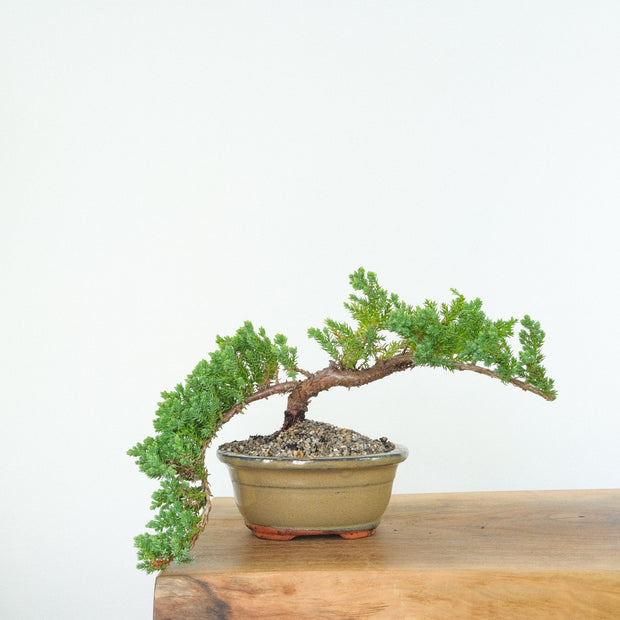 Japanese Juniper-Simply Bonsai-[Bonsai NZ]-[Buy bonsai NZ]-[Bonsai Tree NZ]-Simply Bonsai NZ