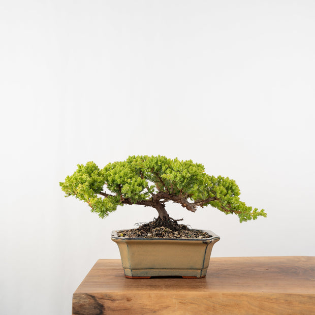 Japanese Juniper-Simply Bonsai-[Bonsai NZ]-[Buy bonsai NZ]-[Bonsai Tree NZ]-Simply Bonsai NZ