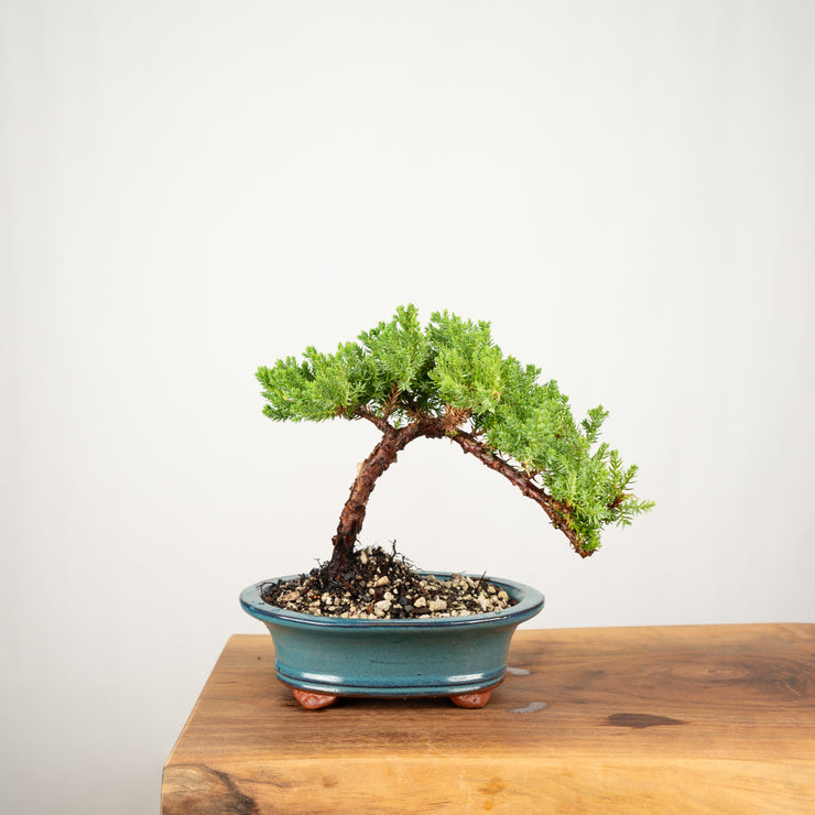 Japanese Juniper-Simply Bonsai-[Bonsai NZ]-[Buy bonsai NZ]-[Bonsai Tree NZ]-Simply Bonsai NZ