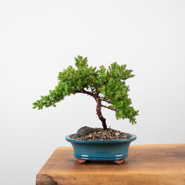 Japanese Juniper-Simply Bonsai-[Bonsai NZ]-[Buy bonsai NZ]-[Bonsai Tree NZ]-Simply Bonsai NZ