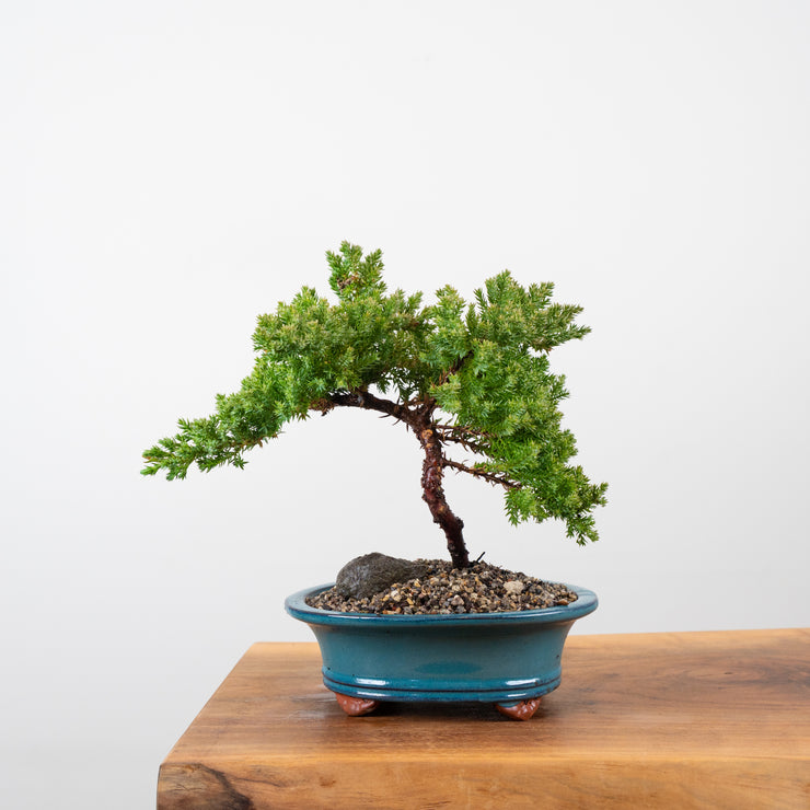 Japanese Juniper-Simply Bonsai-[Bonsai NZ]-[Buy bonsai NZ]-[Bonsai Tree NZ]-Simply Bonsai NZ